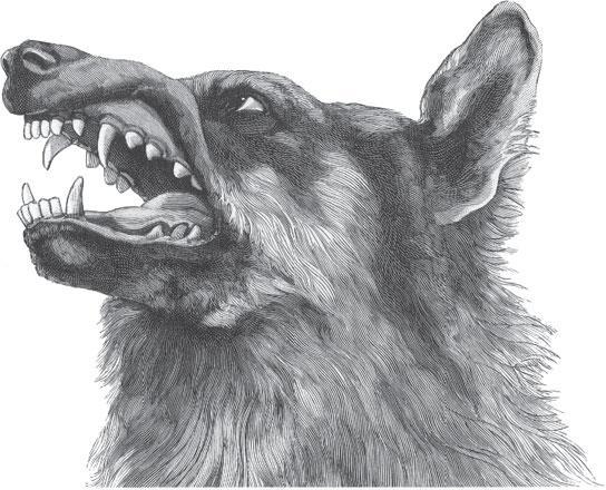 Мир животных - _25.jpg