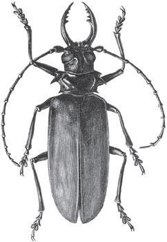 Мир животных - _27.jpg