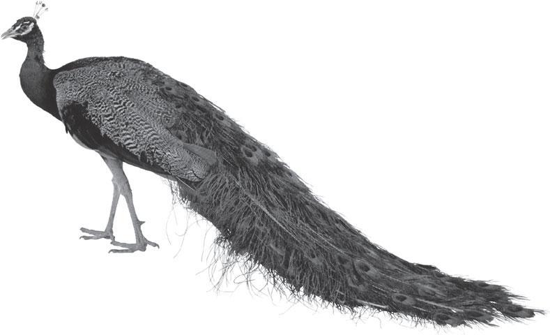 Мир животных - _38.jpg