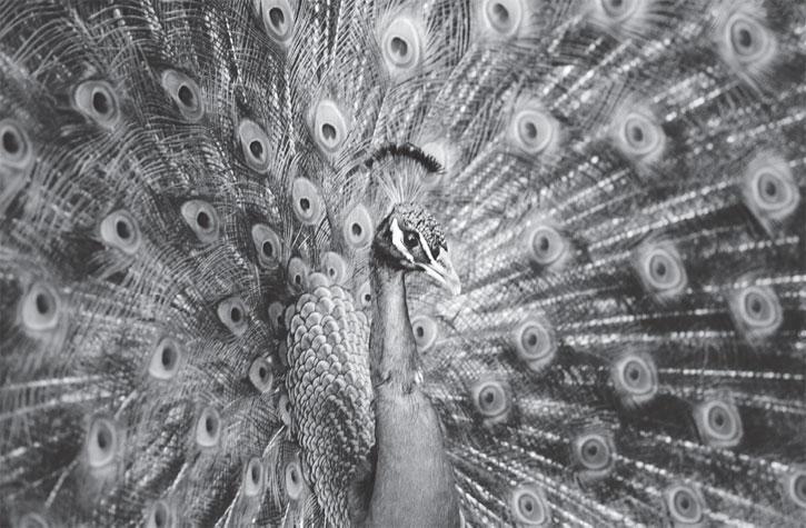 Мир животных - _39.jpg