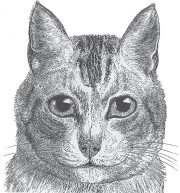 Мир животных - _40.jpg