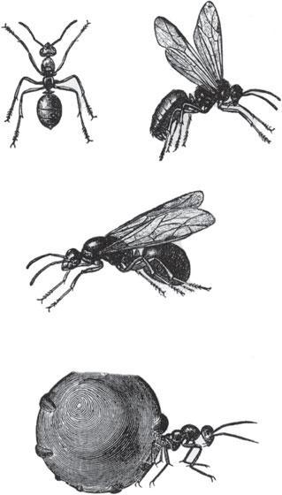 Мир животных - _9.jpg