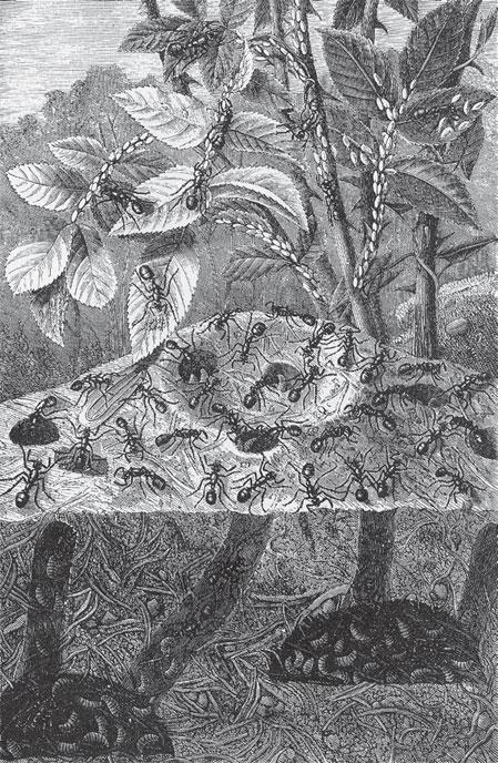 Мир животных - _48.jpg