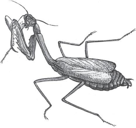 Мир животных - _51.jpg