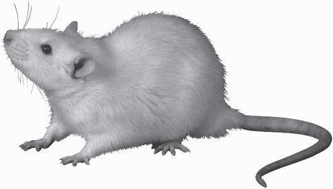 Мир животных - _61.jpg