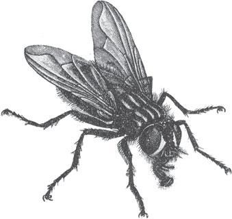 Мир животных - _65.jpg