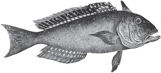 Мир животных - _74.jpg