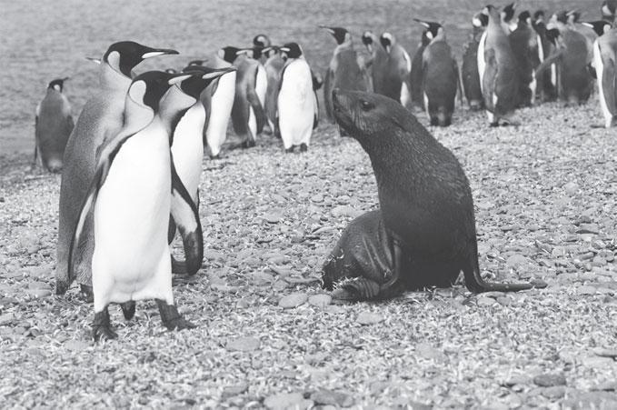 Мир животных - _75.jpg