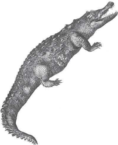 Мир животных - _80.jpg