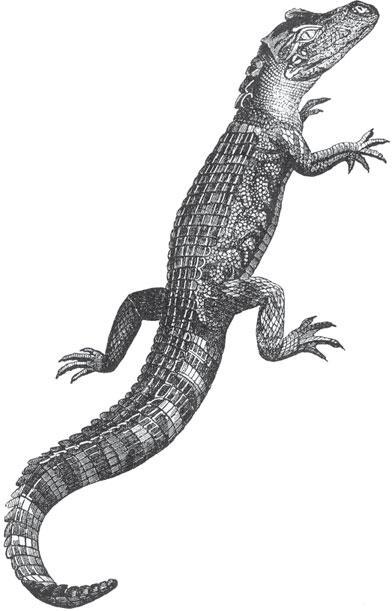 Мир животных - _81.jpg