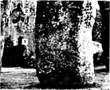 Мифы Цивилизации - _94.jpg