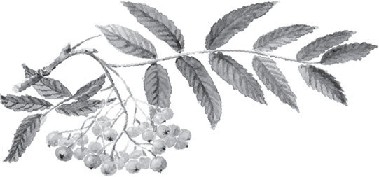 Русский лес. С вопросами и ответами для почемучек - _28.jpg