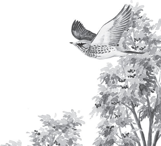 Русский лес. С вопросами и ответами для почемучек - _29.jpg