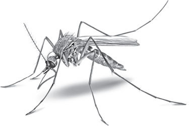 Русский лес. С вопросами и ответами для почемучек - _31.jpg