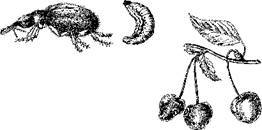 Борьба с вредителями - i_030.jpg