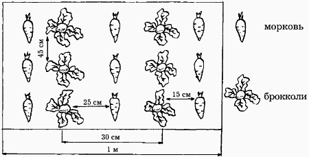 Планировка участка - i_026.png