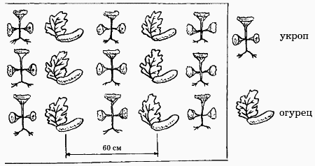 Планировка участка - i_027.png