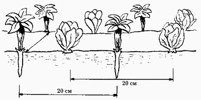 Планировка участка - i_028.png