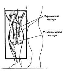 Новая энциклопедия бодибилдинга. Кн.3. Упражнения - _45.jpg