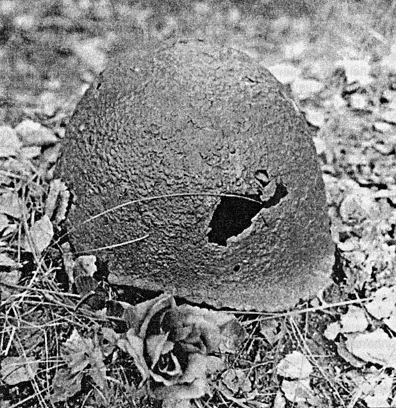 Ржевское побоище - i_120.jpg