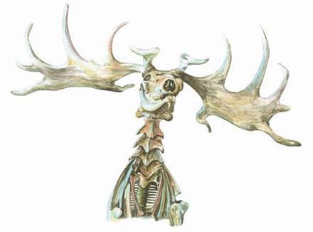 Вымершие животные - pic_27.jpg