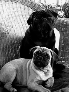 Мопс - i_001.png