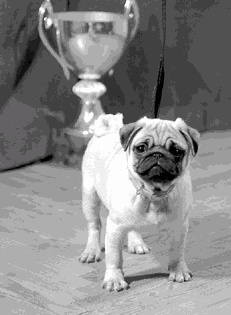 Мопс - i_002.png