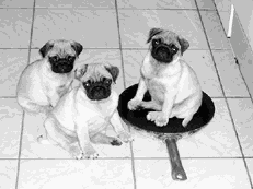 Мопс - i_003.png