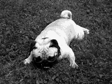 Мопс - i_004.png