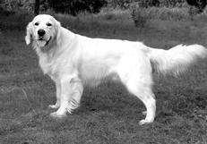 Собаки от А до Я - _001.jpg