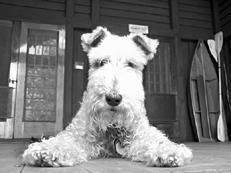 Собаки от А до Я - _010.jpg