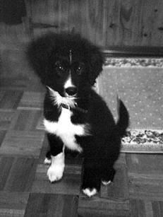 Собаки от А до Я - _011.jpg