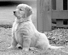 Собаки от А до Я - _013.jpg