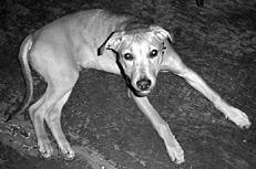 Собаки от А до Я - _014.jpg