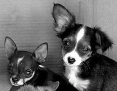 Собаки от А до Я - _015.jpg