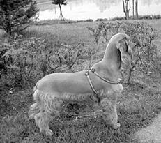 Собаки от А до Я - _024.jpg