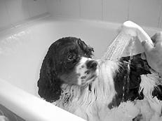 Собаки от А до Я - _025.jpg