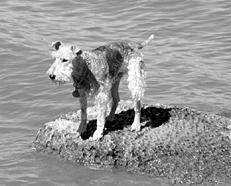 Собаки от А до Я - _026.jpg