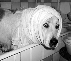 Собаки от А до Я - _027.jpg