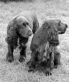 Собаки от А до Я - _031.jpg