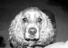 Собаки от А до Я - _032.jpg