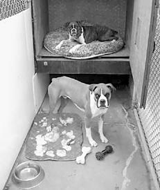 Собаки от А до Я - _033.jpg