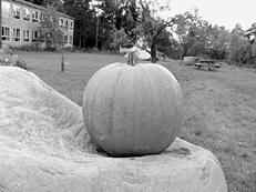 Собаки от А до Я - _053.jpg