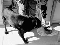 Собаки от А до Я - _064.jpg