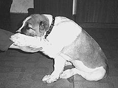 Собаки от А до Я - _065.jpg