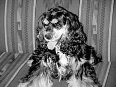 Собаки от А до Я - _066.jpg