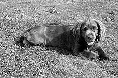 Собаки от А до Я - _069.jpg