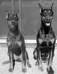 Собаки от А до Я - _074.jpg