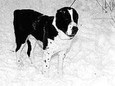 Собаки от А до Я - _075.jpg