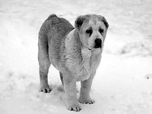 Собаки от А до Я - _076.jpg